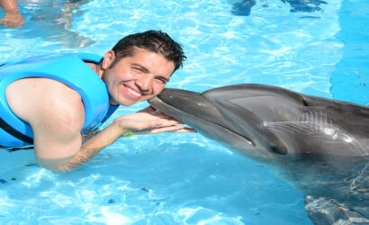 dolphin show