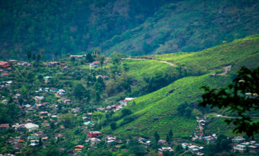 tea garden
