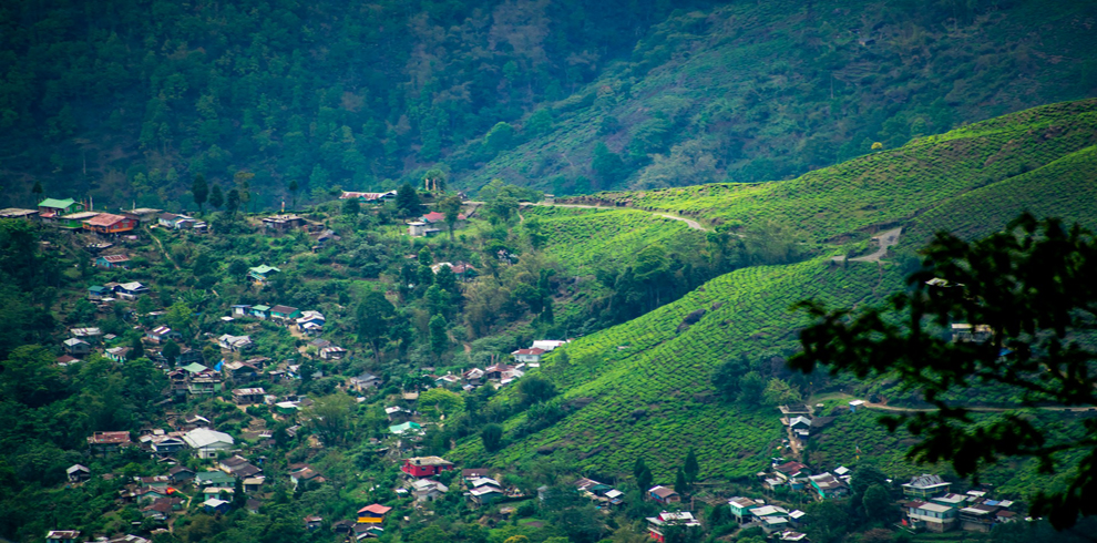 tea garden