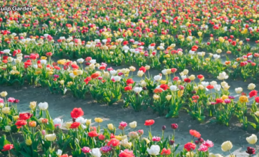 Tulip garden