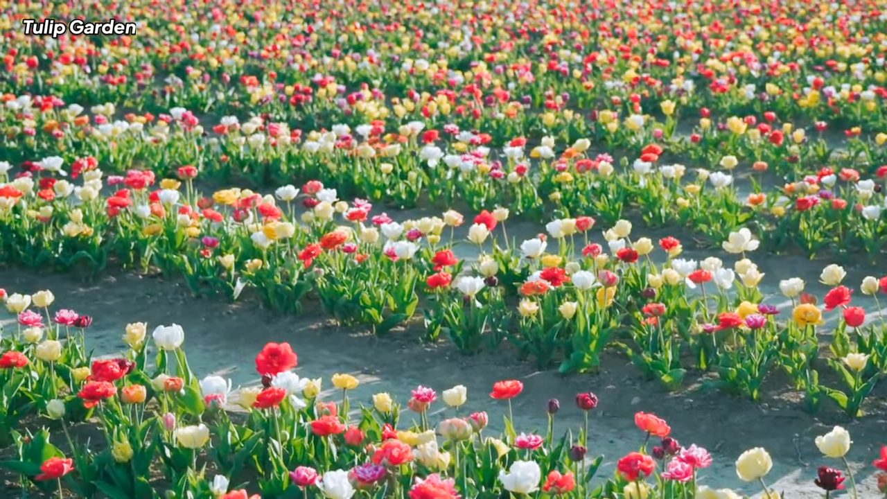 Tulip garden